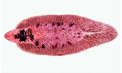 Fasciola hepatica